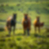Majestic 제주 horses grazing in lush green pastures