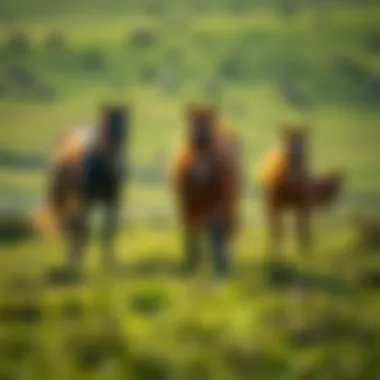 Majestic 제주 horses grazing in lush green pastures